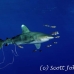 shark_whitetip_oceanic_dae_h_0061_egy0714.jpg